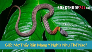 Giấc Mơ Thấy Rắn Mang Ý Nghĩa Như Thế Nào?