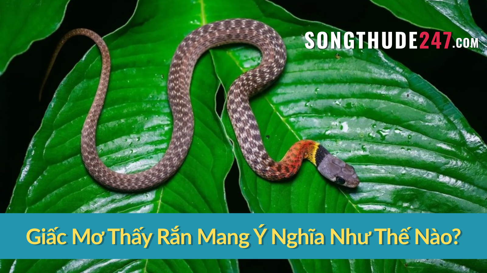Giấc Mơ Thấy Rắn Mang Ý Nghĩa Như Thế Nào?